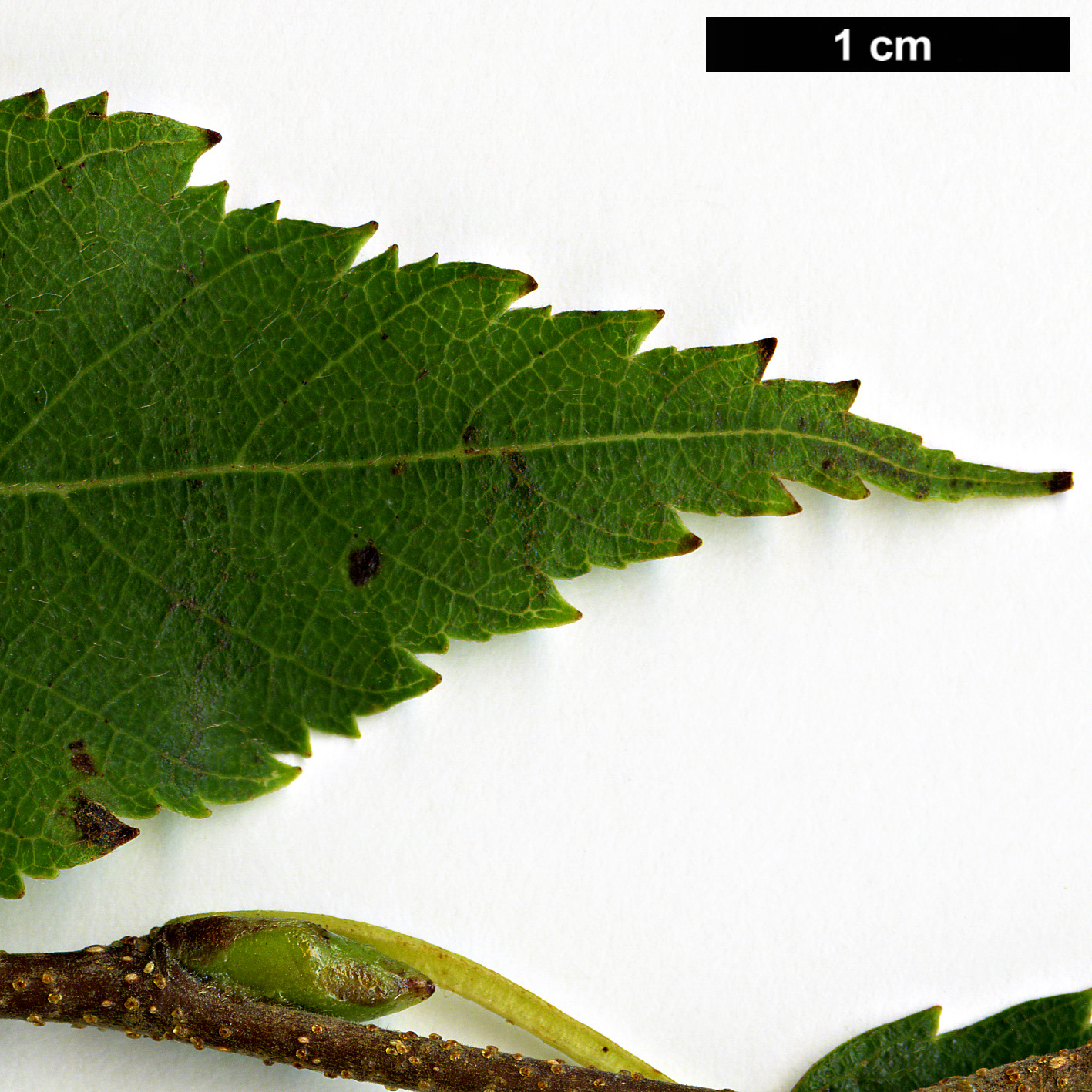 High resolution image: Family: Betulaceae - Genus: Betula - Taxon: utilis - SpeciesSub: subsp. albosinensis